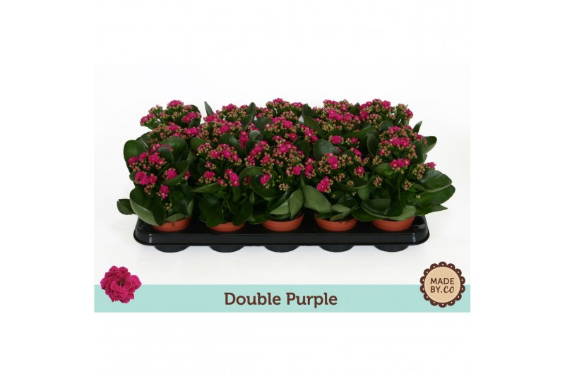 Kalanchoe bloss. rosalina geraldo purple double purple, zonder hoes Kalanchoe bloss. rosalina geraldo purple double purple, zonder hoes