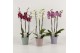 Phalaenopsis mix 3 tak in pastel keramiek 