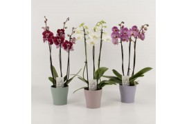 Phalaenopsis mix 3 tak in pastel keramiek