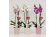 Phalaenopsis mix 3 tak in pastel keramiek + harthanger, 