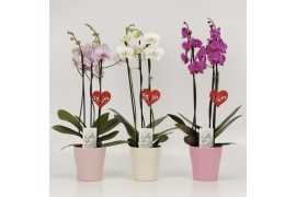 Phalaenopsis mix 3 tak in pastel keramiek + harthanger,