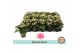Kalanchoe rosalina alano bicolor special alano, zonder hoes 