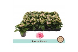 Kalanchoe rosalina alano bicolor special alano, zonder hoes