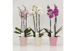 Phalaenopsis mix 3 tak in Valentijn pastel keramiek