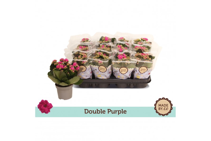 Kalanchoe bloss. rosalina geraldo purple double purple 