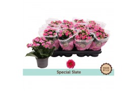 Kalanchoe bloss. slate purple special slate