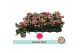 Kalanchoe bloss. slate purple special slate, zonder hoes 