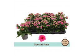 Kalanchoe bloss. slate purple special slate, zonder hoes