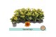 Kalanchoe bloss. signal yellow-red special sign, zonder hoes 