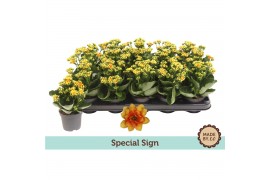 Kalanchoe bloss. signal yellow-red special sign, zonder hoes