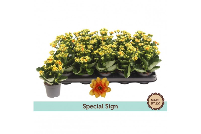 Kalanchoe bloss. signal yellow-red special sign, zonder hoes Kalanchoe bloss. signal yellow-red special sign, zonder hoes
