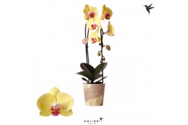 Phalaenopsis elegant cascade 1 tak niagara fall yellow kolibri orchids