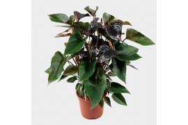 Anthurium andr. beauty black