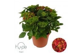 Hydrangea macrophylla Hydrangea Mophead Red 15+ | Hy-pe Original