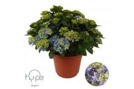 Hydrangea macrophylla Mophead Blue 15+ Hy-pe