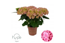 Hydrangea macr. Mophead Pink 5+ | Hy-pe