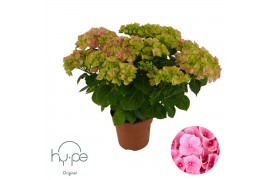 Hydrangea macr. Mophead Pink 7+ | Hy-pe