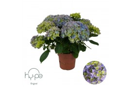 Hydrangea macr. Mophead Blue 7+ | Hy-pe
