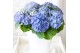 Hydrangea macrophylla mophead blue 10+ 