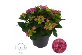 Hydrangea macrophylla mophead pink 7+