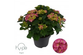 Hydrangea macrophylla mophead pink 10+