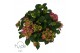 Hydrangea macrophylla mophead pink 10+ 