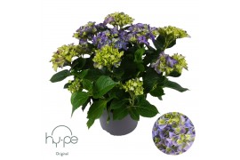 Hydrangea macrophylla mophead blue 7+