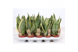 Sansevieria trifasciata superba