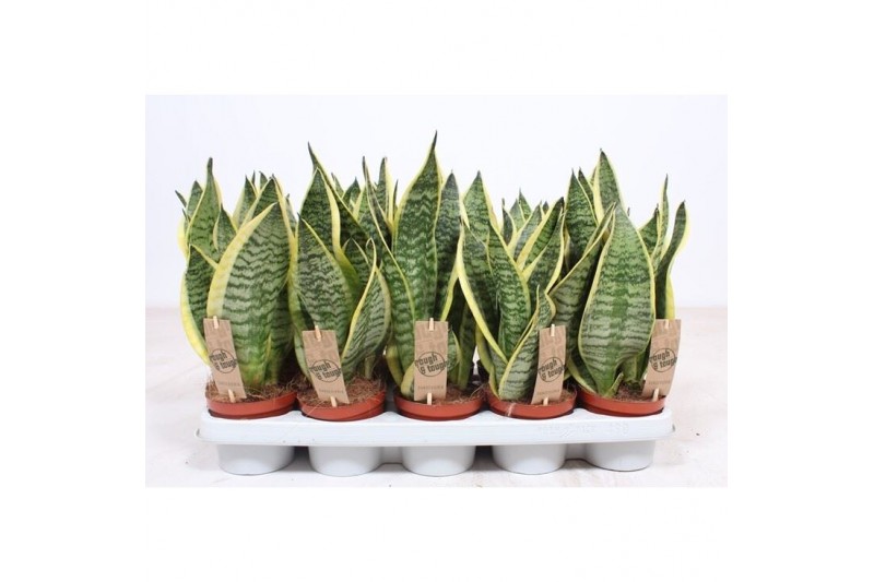 Sansevieria trifasciata superba 