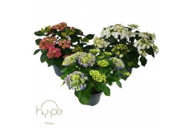 Hydrangea macrophylla hy-pe mix 10+