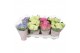 Hydrangea macr. mix Hydrangea macr. 10cm 3 bloem mix; 3 kleuren 3 bl. 