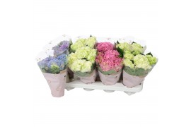 Hydrangea macr. mix Hydrangea macr. 10cm 3 bloem mix; 3 kleuren 3 bl.