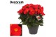 Begonia belove red 