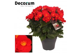 Begonia (elatior grp) belove red