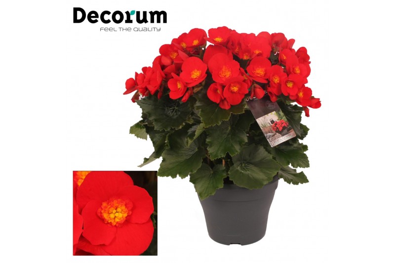 Begonia (elatior grp) belove red 