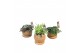 Groene planten mix Kokodama 15 cm Trunk Green Smit Collection 