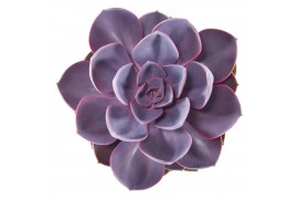 Echeveria purple pearl in monaco keramiek