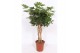 Schefflera arboricola compacta kokerstam 