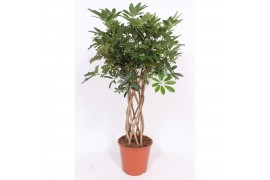 Schefflera arboricola compacta kokerstam,10 pp