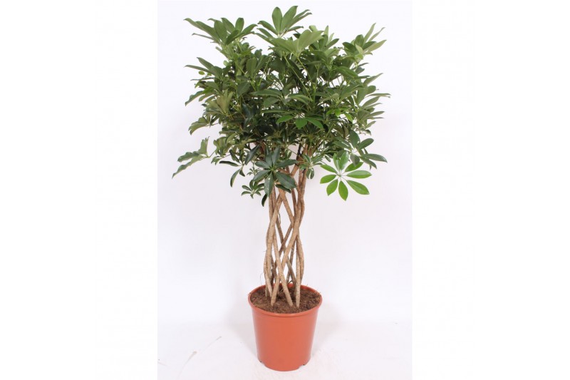 Schefflera arboricola compacta kokerstam,10 pp 