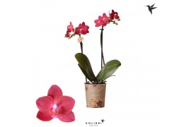 Phalaenopsis multiflora kolibri fragrance rood 2 tak