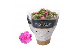 Kalanchoe rosalina roze royale