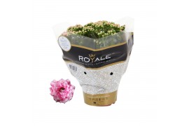Kalanchoe rosalina don darcio roze royal
