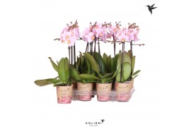 Phalaenopsis multiflora roze kolibri orchids 1 tak