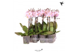 Phalaenopsis multiflora roze kolibri orchids 1 tak + etiket