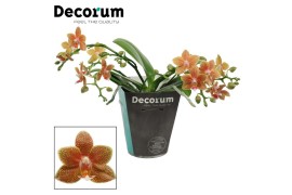Phalaenopsis table masterpiece decorum 4+ tak