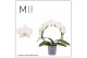 Phalaenopsis moon white 2 tak boog mimesis 