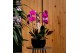 Arrangementen orchidee Mimesis Phal. Arrangement Crown White - 4 spike 