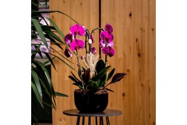 Arrangementen orchidee Mimesis Phal. Arrangement Crown White - 4 spike