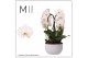 Arrangementen orchidee Mimesis Phal. Arrangement Crown White - 4 spike 